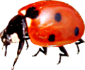 katica_119