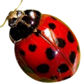 katica_122