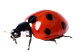 katica_124