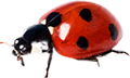 katica_126