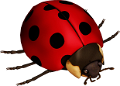 katica_129