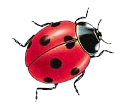 katica_132