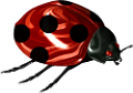 katica_136