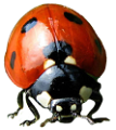 katica_138