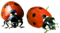 katica_139