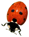 katica_142