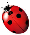 katica_145