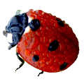 katica_149