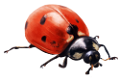 katica_150