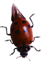 katica_164