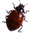 katica_165