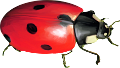 katica_170