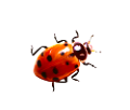 katica_176