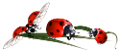 katica_177