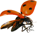 katica_180
