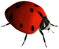 katica_181
