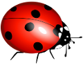 katica_182