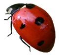 katica_183