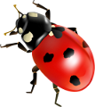 katica_188
