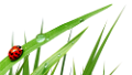 katica_2