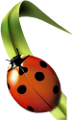 katica_20