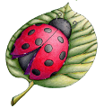 katica_201