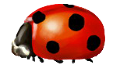 katica_202