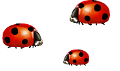 katica_203