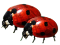 katica_204