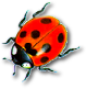 katica_212