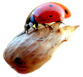katica_215