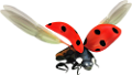 katica_216