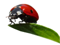 katica_226