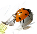 katica_228