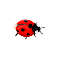 katica_231