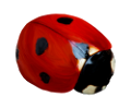 katica_232