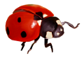 katica_235