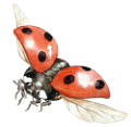 katica_236