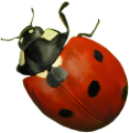 katica_238