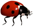 katica_239