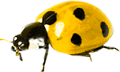 katica_244