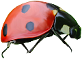 katica_257