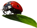 katica_266