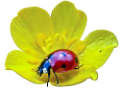 katica_272