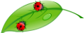katica_274