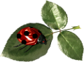 katica_275
