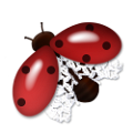 katica_3