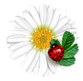 katica_30