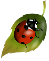 katica_4