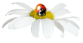 katica_40